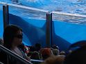 Sea World-91